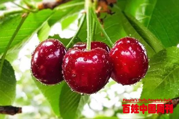 水果要按月份吃,最适合冬季的水果推荐!你吃对了吗?